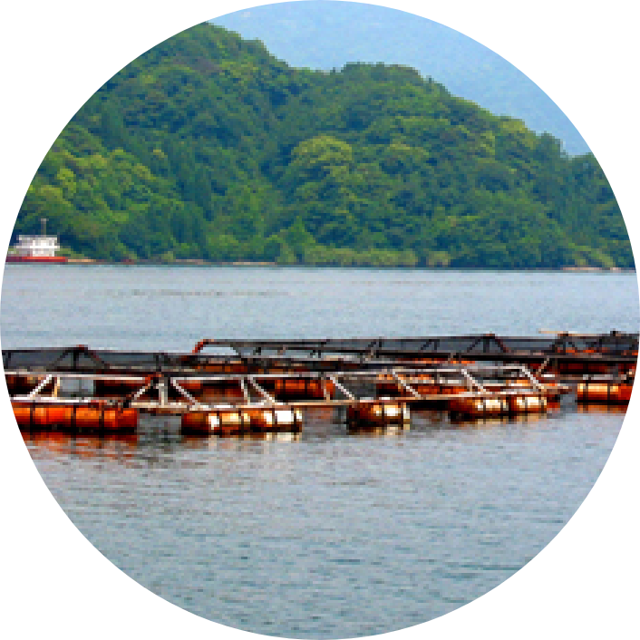 自然豊かな九州の海で育つ